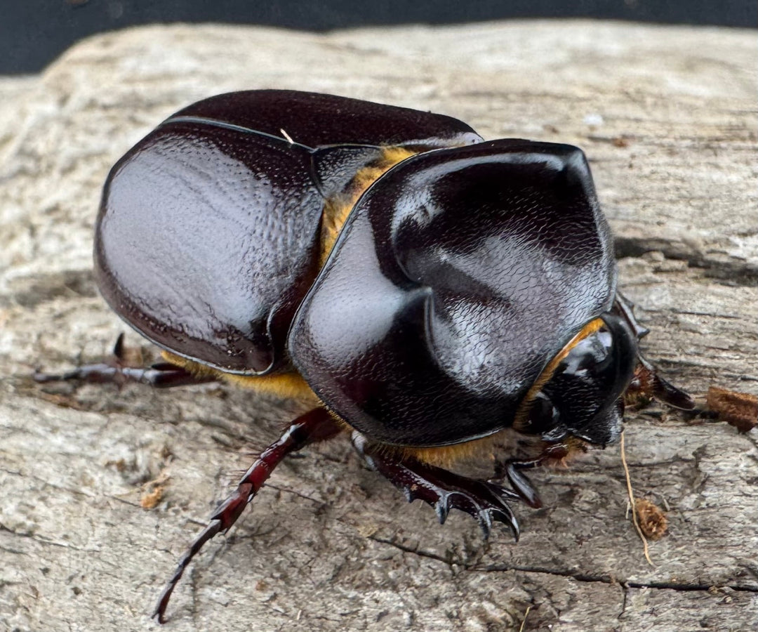 【WD】《クリイロムナコブサイカブト 30mm ペア》