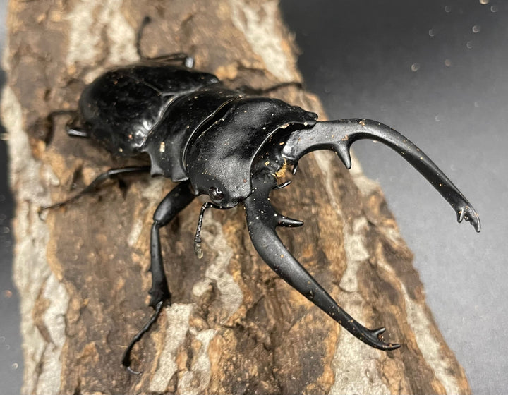 【WD】大型大歯《インターメディアツヤクワガタ 92mm A’品ペア》