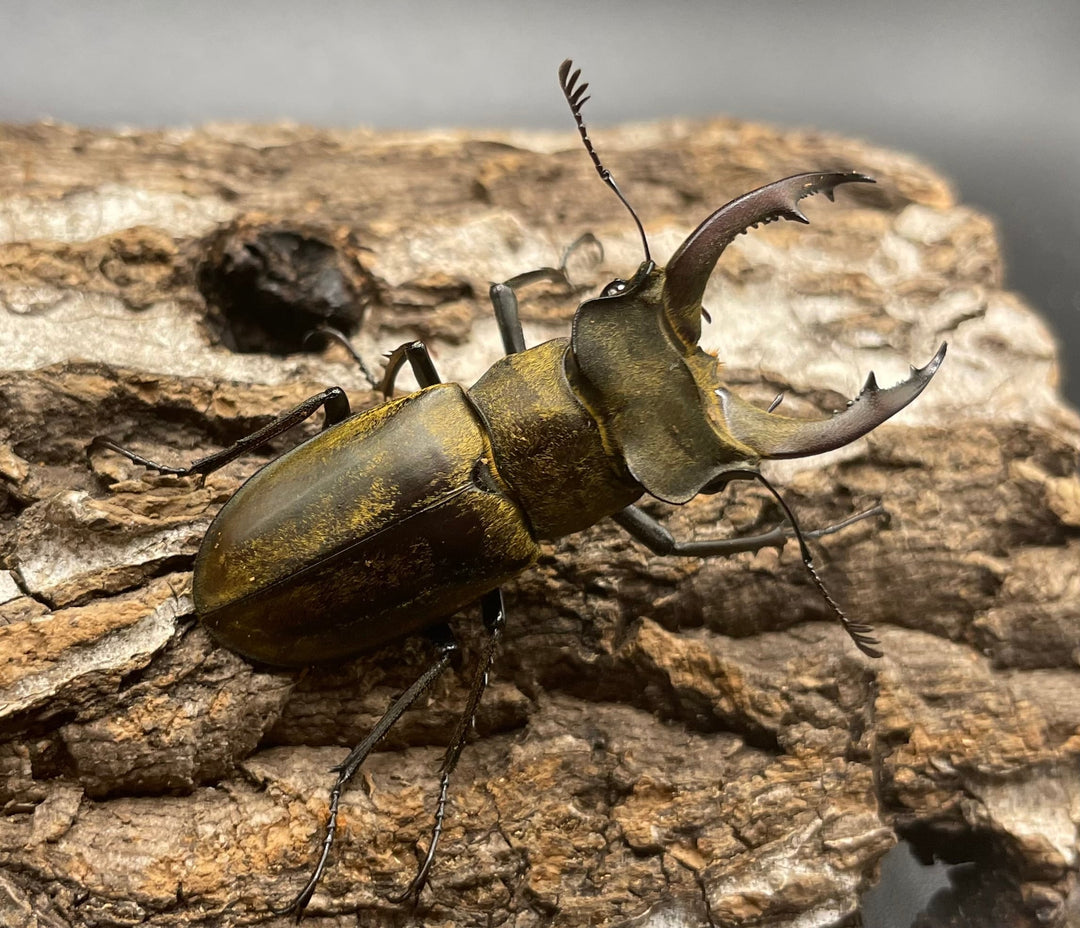 【WD】《ディルクミヤマクワガタ 48mm ペア》