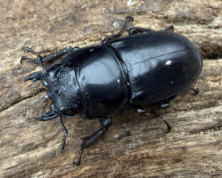 【WD】《パラワンオオヒラタ マンタリンガハン産 37.5mm ♀単》