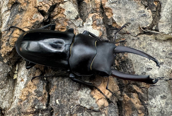 【WF1】《ビシグナートゥスコクワ APDV産 38mm ペア》Moro氏ブリード個体