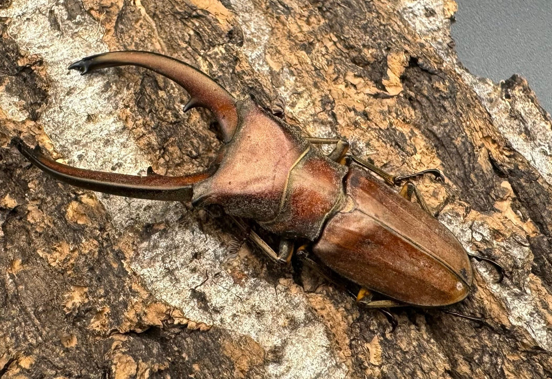 【WD】《カナリクラトゥスホソアカ 54.5mm ペア》