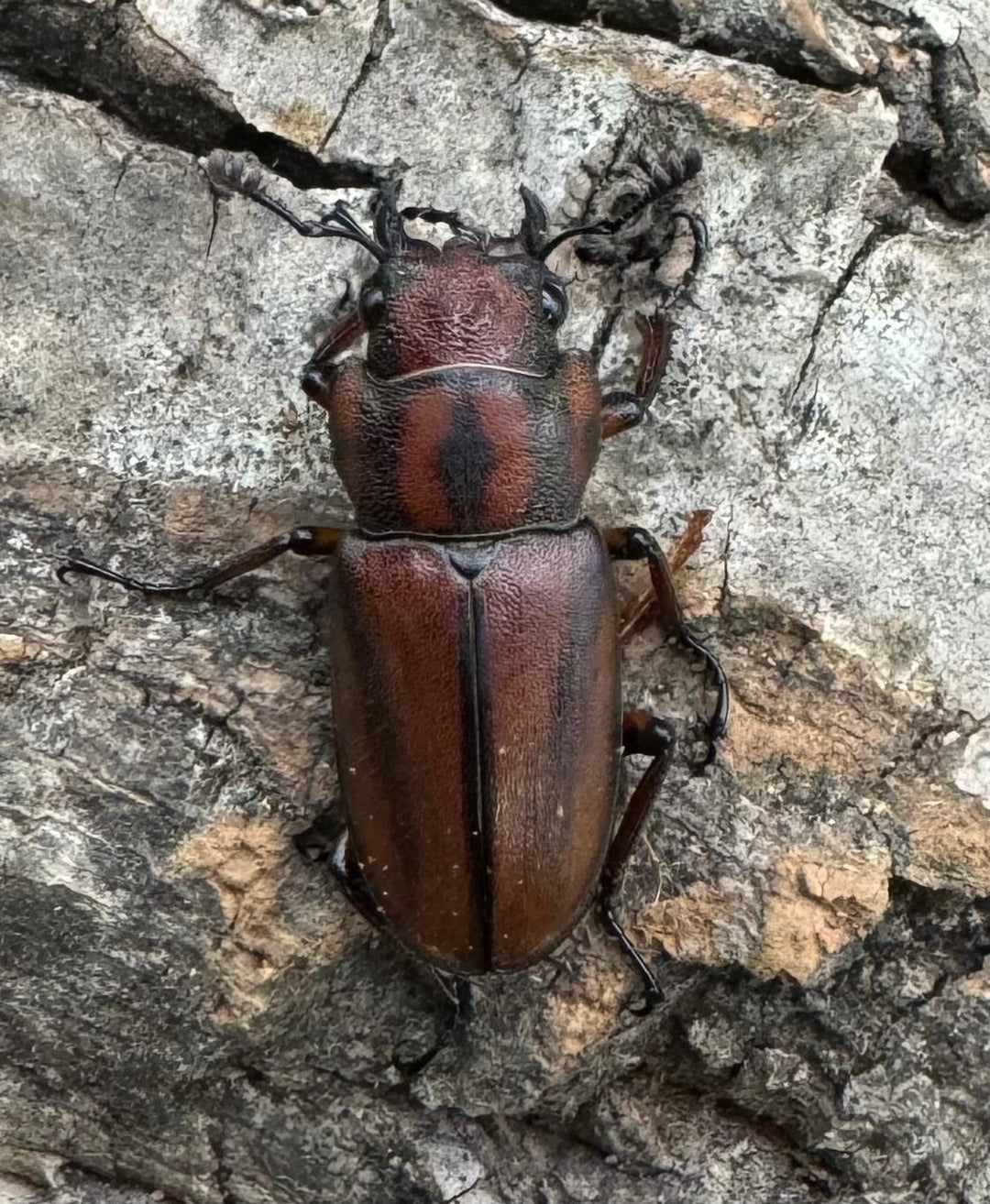 【WD】《ズベールホソアカ カタンドゥアネス産 43mm ペア》