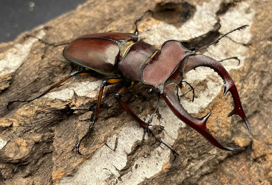 【WD】2018新種記載《ジュシャンミヤマ 58mm ペア》