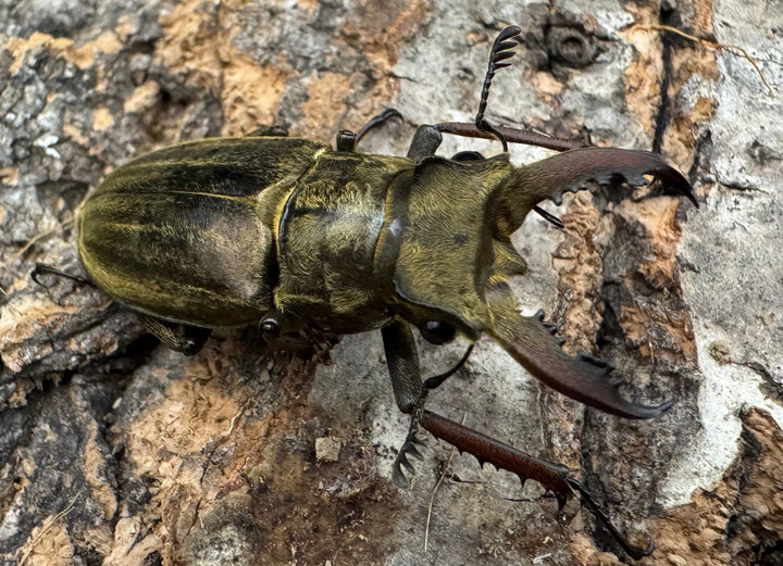 《メアレーミヤマ 35mm ペア》