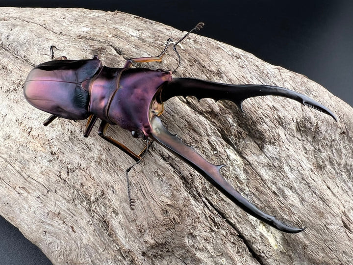 【美麗】《メタリフェルホソアカクワガタ 83mm ペア》セルヴォラン氏ブリード個体