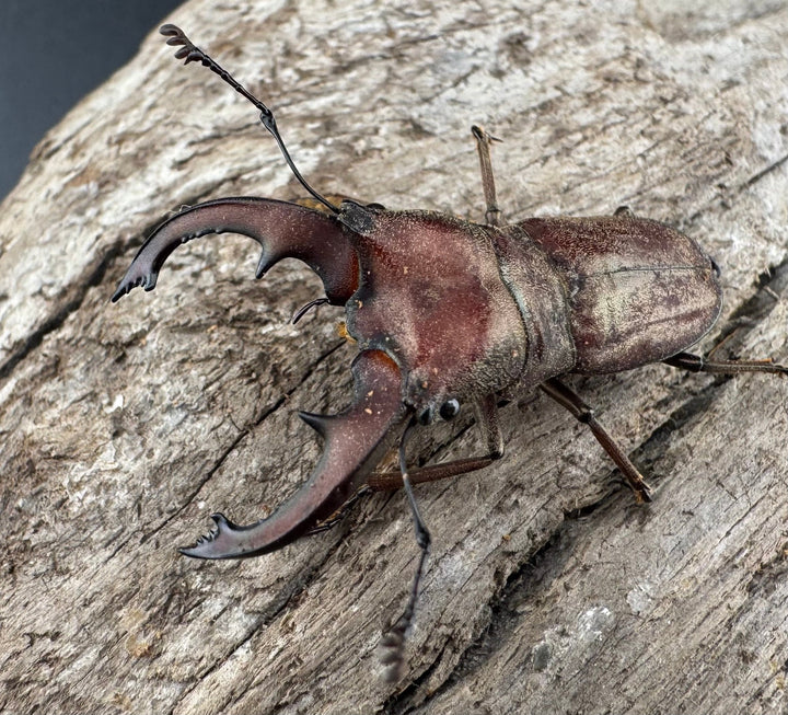 【WD】《スズムラホソアカ ロハス産 37.5mm ペア》