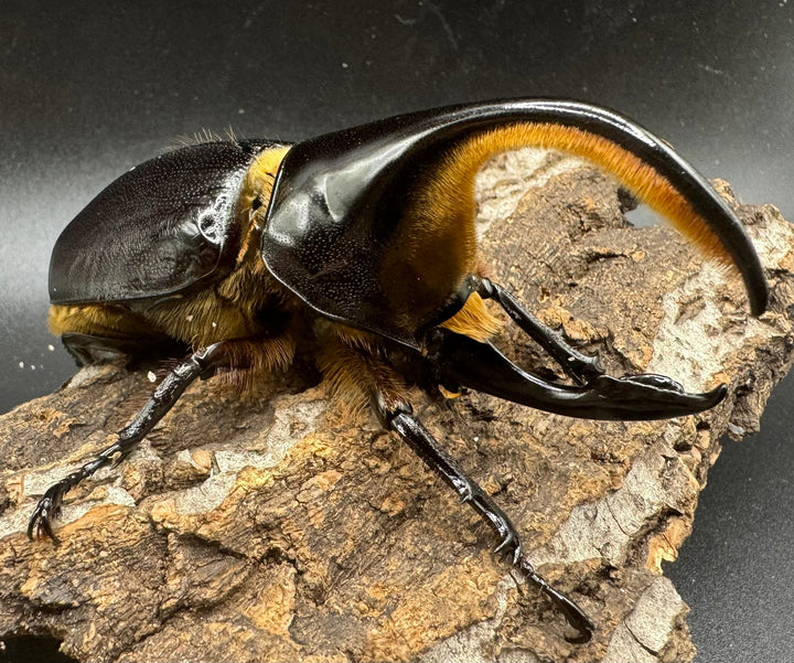 《サタンオオカブト 93mm ペア》