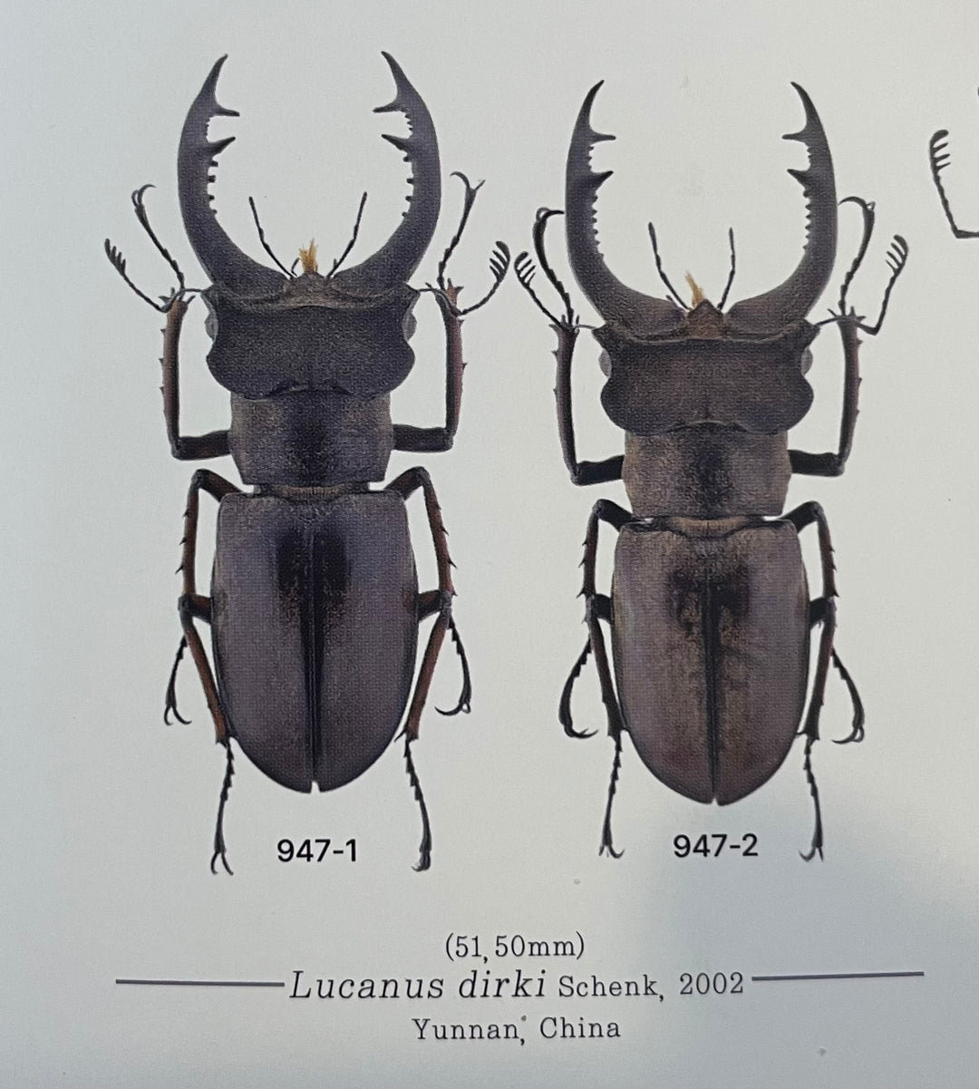 【WD】《ディルクミヤマクワガタ 48mm ペア》