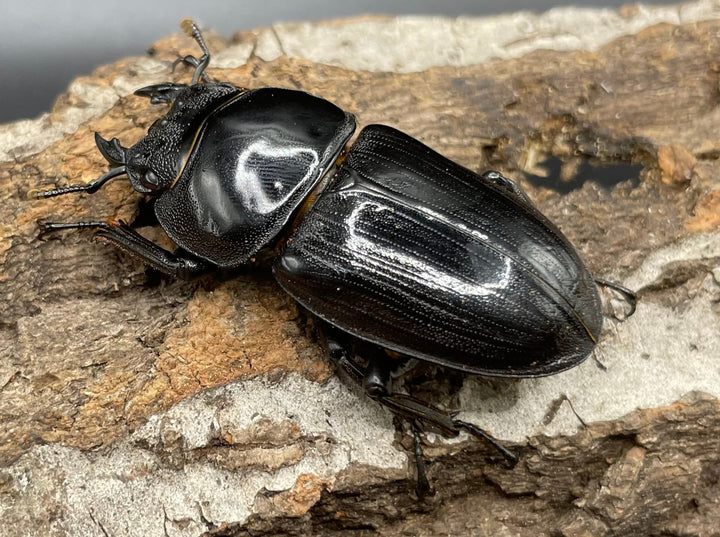 《ホペイオオクワガタ SL血統 73mm ペア》