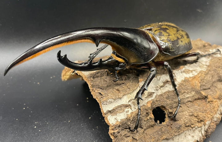 《ヘラクレス・ヘラクレス 143mm ペア》KING HERCULES氏ブリード個体