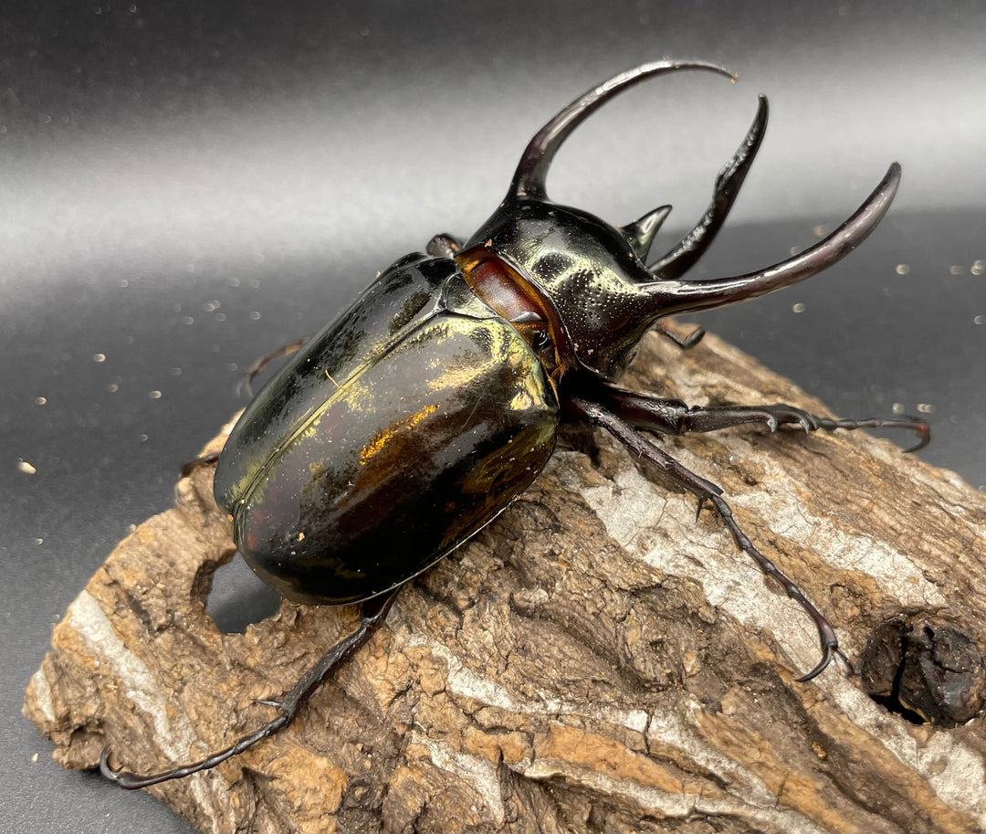 【WD】《ミンダナオアトラスオオカブト 90mmUP ペア》①