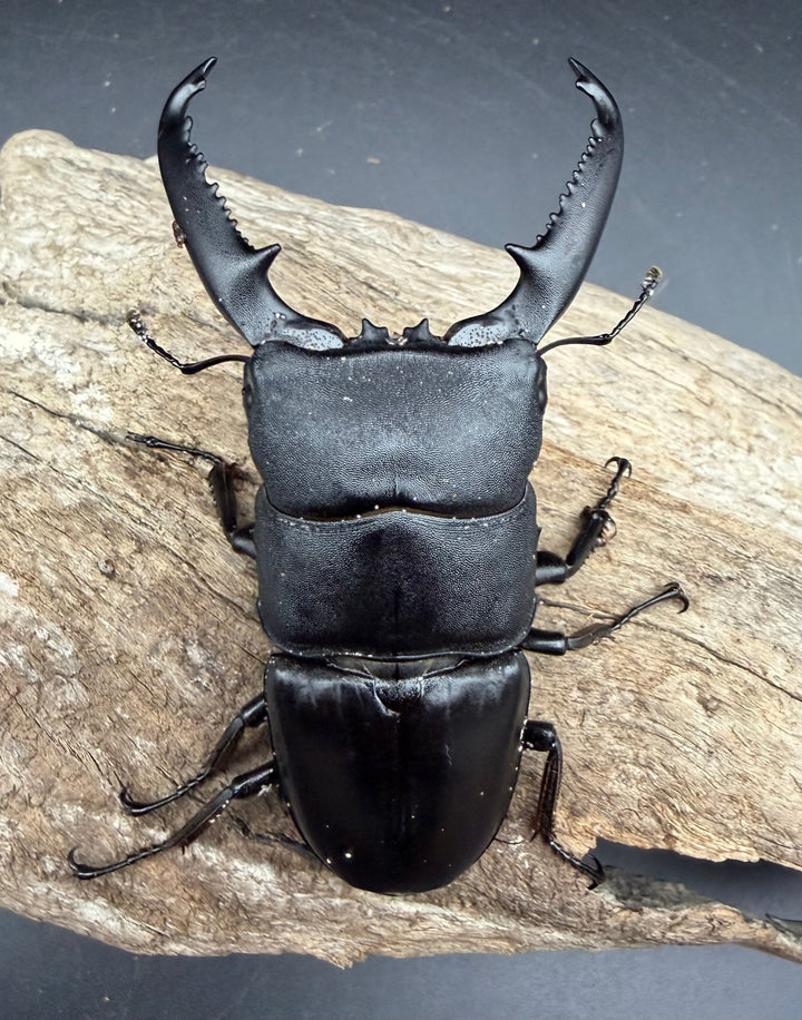 【WD】《パラワンオオヒラタ マンタリンガハン産 85mm A’品ペア》