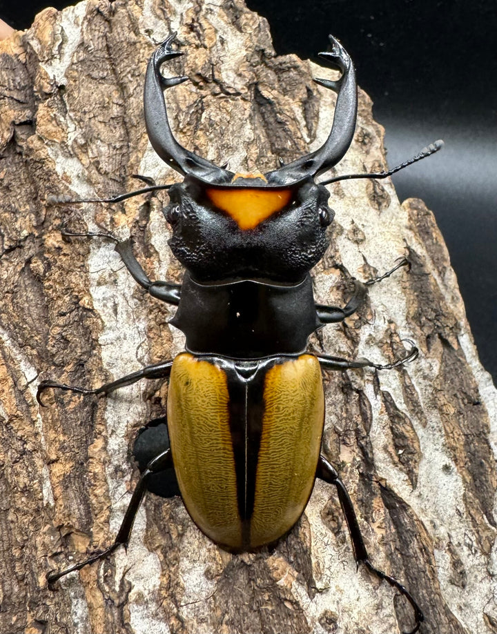 【WD】《ラコダールツヤクワガタ アチェ産 77.5mm ペア》