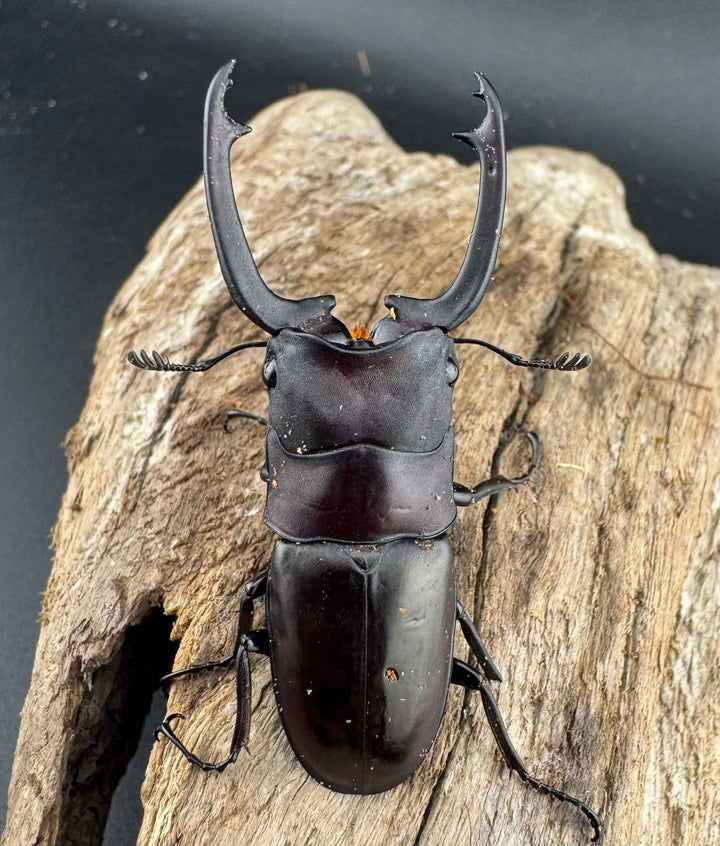 【WD】《ブッダノコギリ フィリピン北部亜種 51.5mm A'品ペア》