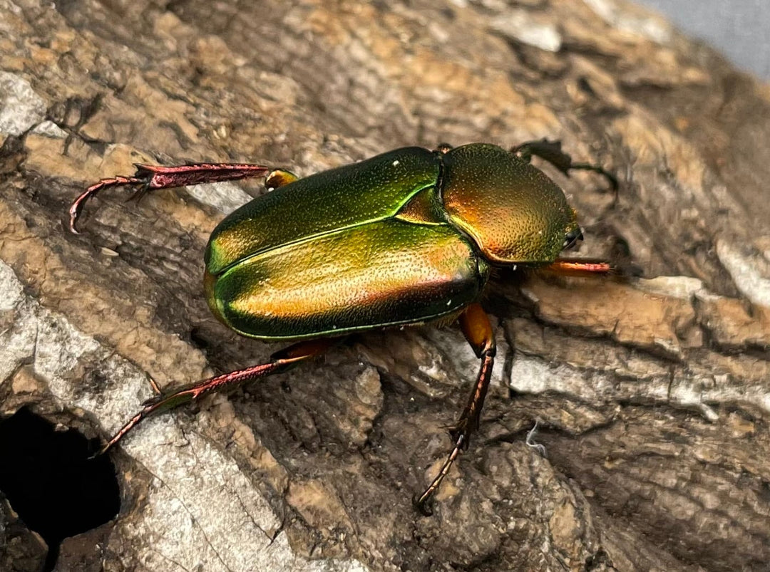【WD】美麗種《ロドリゲスヒメカブトハナムグリ 32mm ペア》