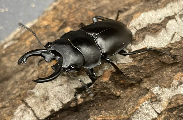 【WD】《プラティノータツヤクワガタ 37.5mmUP ペア》