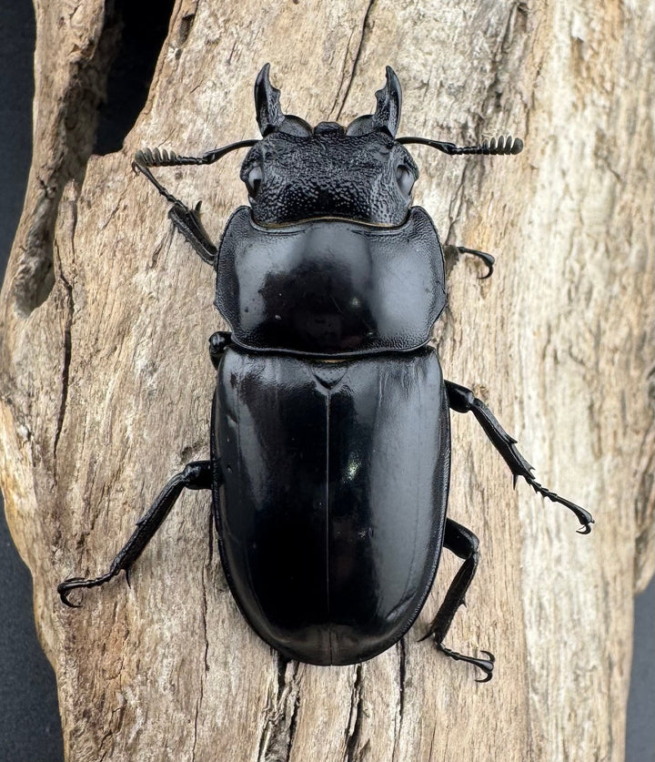 【WD】《セアカフタマタ（パリーフタマタ） 81mm ペア》