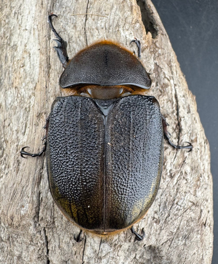 《 ヘラクレス・モリシマイ 煌血統アウトライン 64.5mm ♀単》inohiro109氏ブリード個体