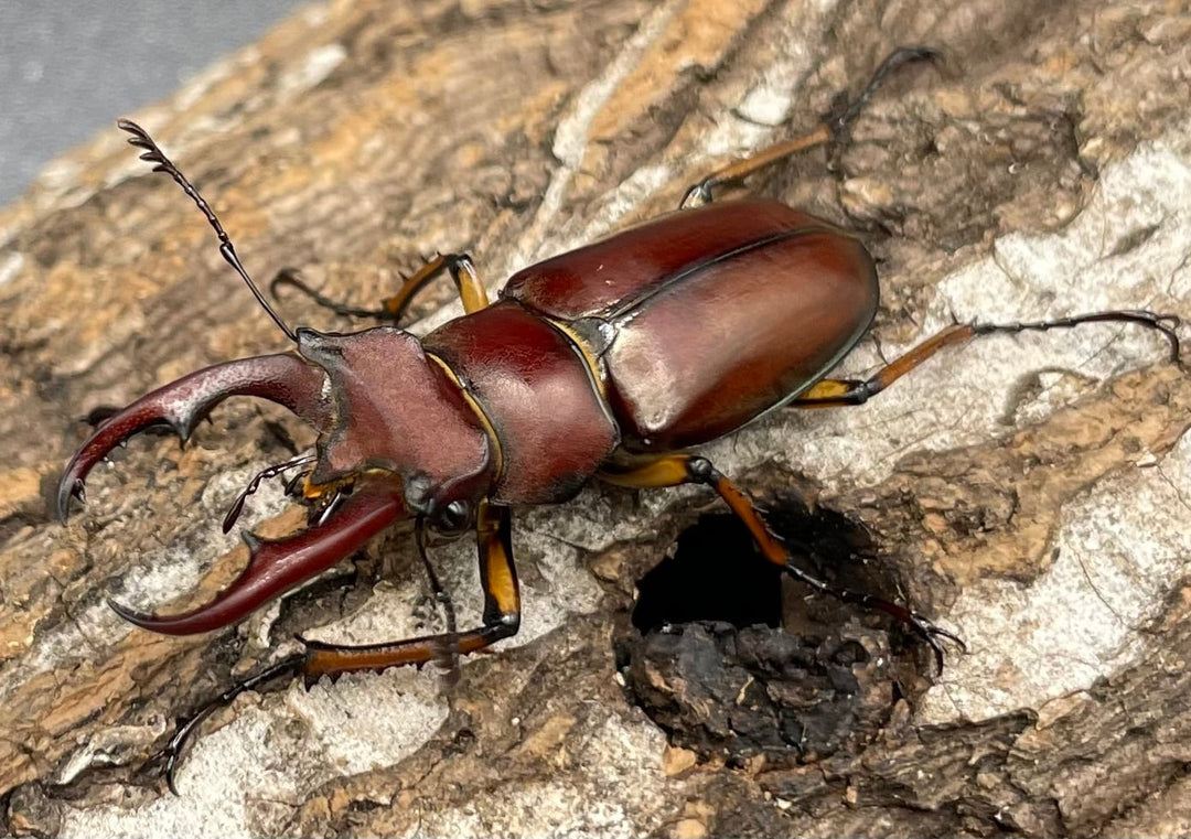 【WD】《ジュシャンミヤマ 41mm ペア》