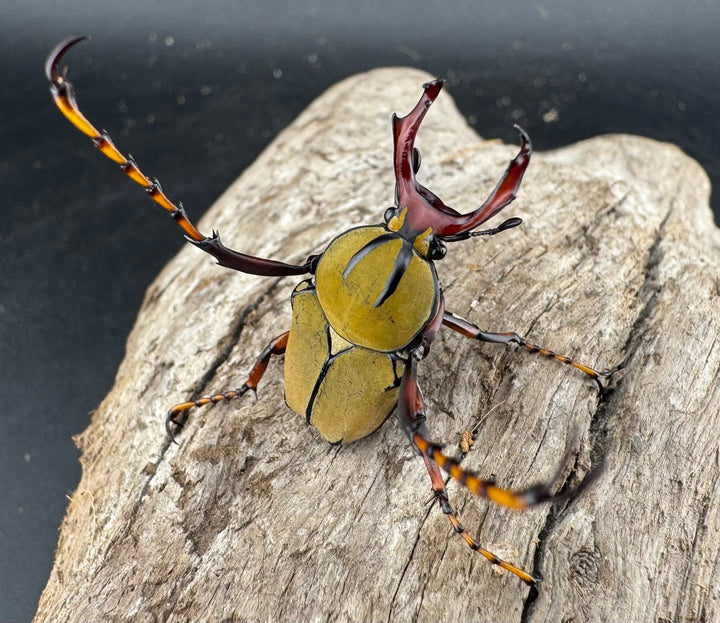 【WD】《ワリックツノハナムグリ亜種bowringi Free ペア》①