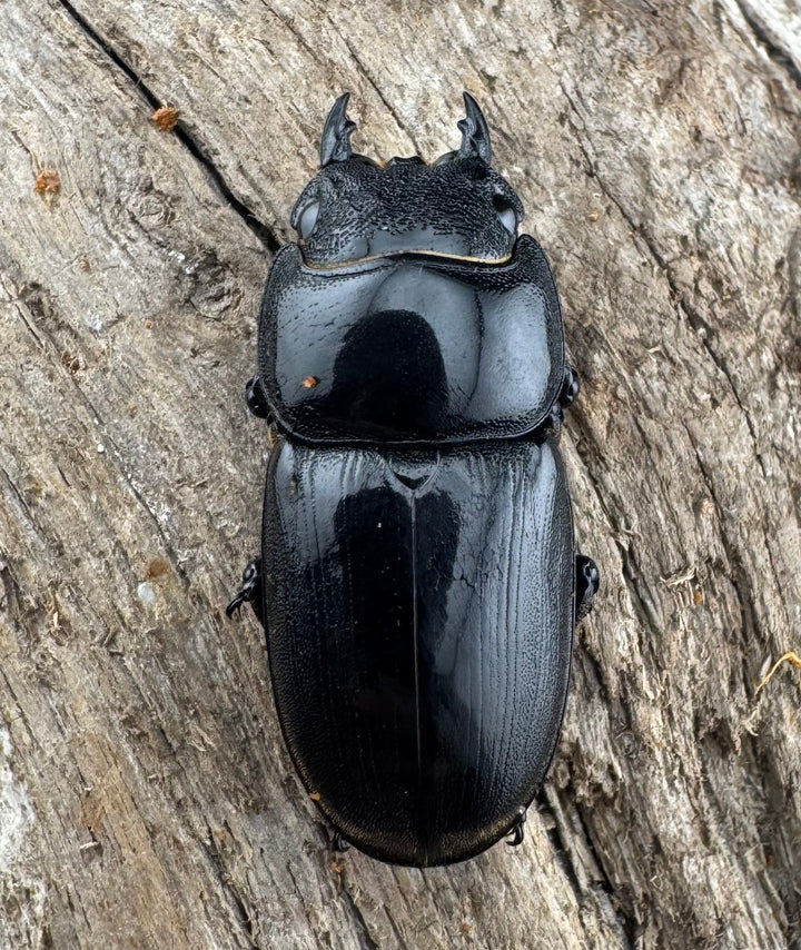 【WD】《アルキデスヒラタ ベンクール産 86mm 胸幅35mm ペア》