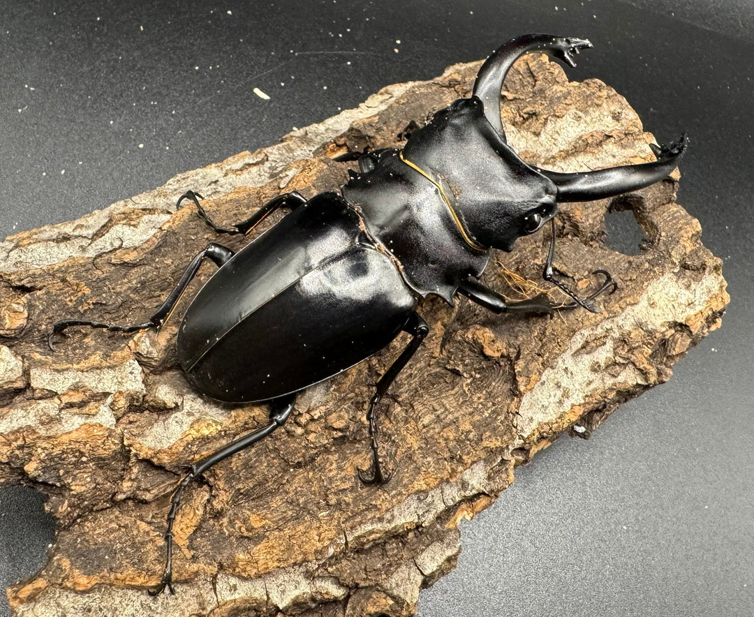 【WD】大型長歯《アルケスツヤクワガタ 89mm ペア》