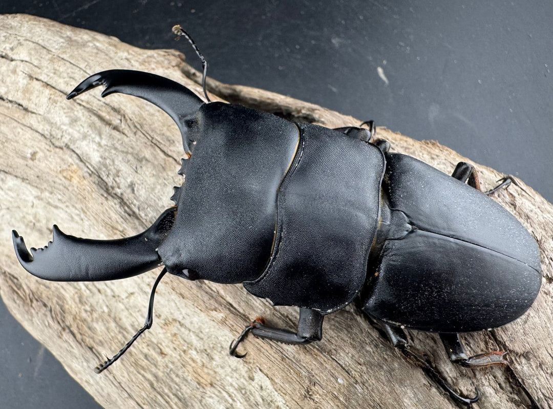 【WD】《西ペレンヒラタ（スラウェシオオヒラタ） 94mm ペア》