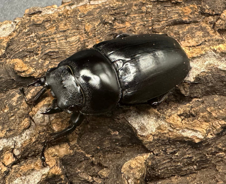 《ドンキエルコクワ亜種ハンプイ（黒ドンキ） 39ｍｍ ♀単》