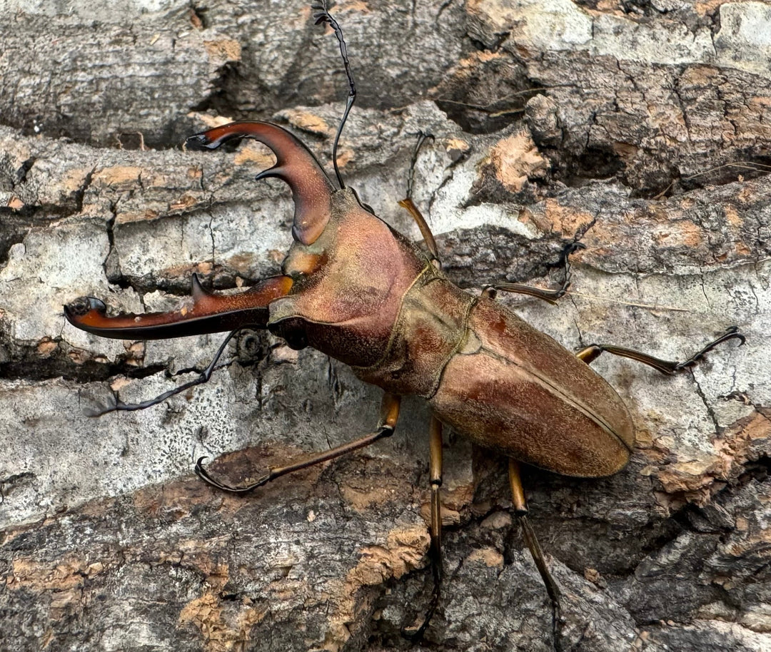 【WD】《ズベールホソアカ イロコスノルテ産 51mm A’品ペア》