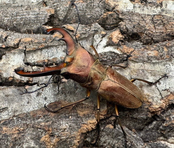 【WD】《ズベールホソアカ イロコスノルテ産 51mm A’品ペア》