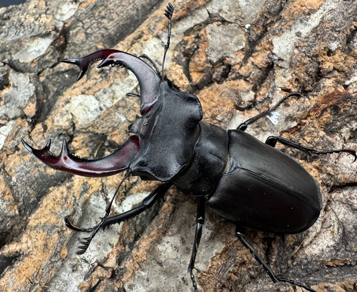 《ヨーロッパミヤマ（ケルブスミヤマ） 66mm ペア》