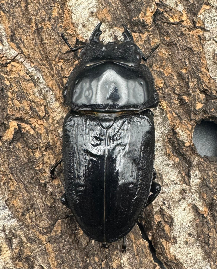 《オオクワガタ TT川西血統 83mm ペア》ヒート氏ブリード個体