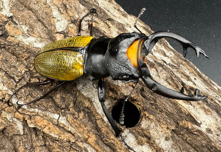 【WD】《スペクタビリスツヤクワガタ 72mm ペア》