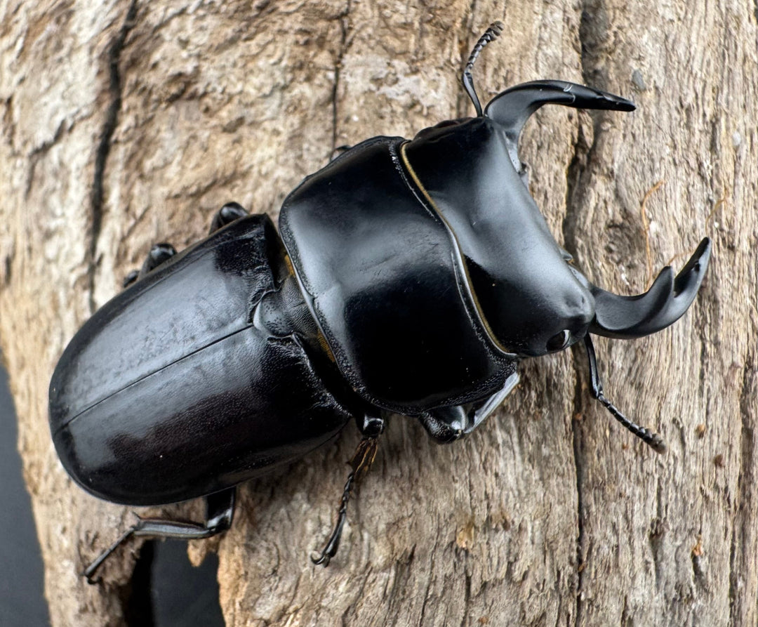 【WD】《ドルクスヤクシャ原名亜種 43mm ペア》