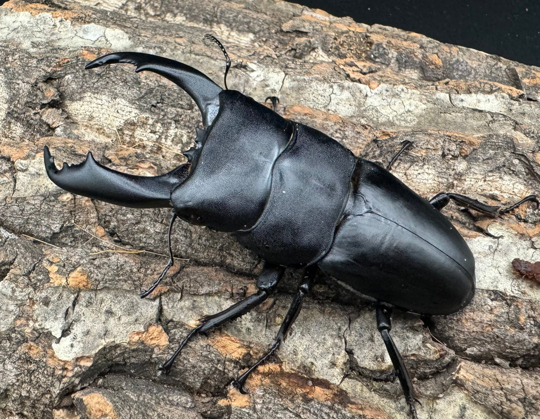 【WD】大型《南カマリネスヒラタ 91.5mm ペア》