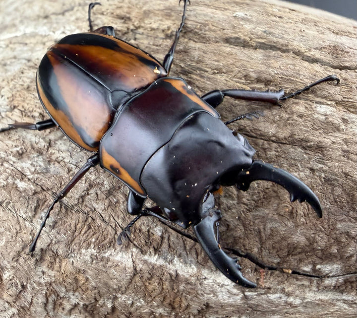 【WD】《ファブリースノコギリ原名亜種 51mmm ペア》