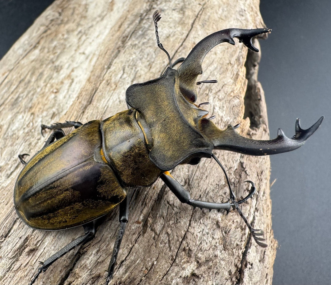 【WD】《セリケウスミヤマ ssp. 61mm ペア》