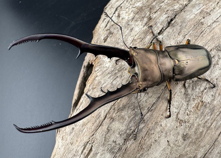 【WD】《メタリフェルホソアカ亜種finae 83.5mm ペア》