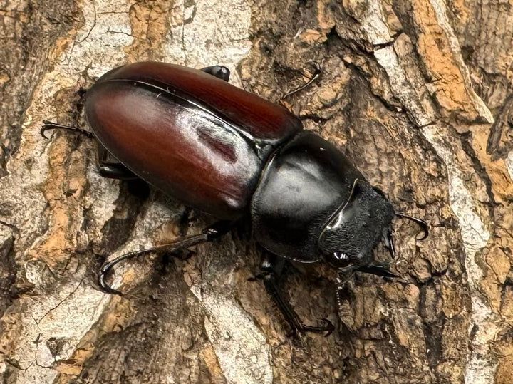 【WD】《チベット産 ドンキエルコクワ原名亜種 57mm ♀B品ペア》