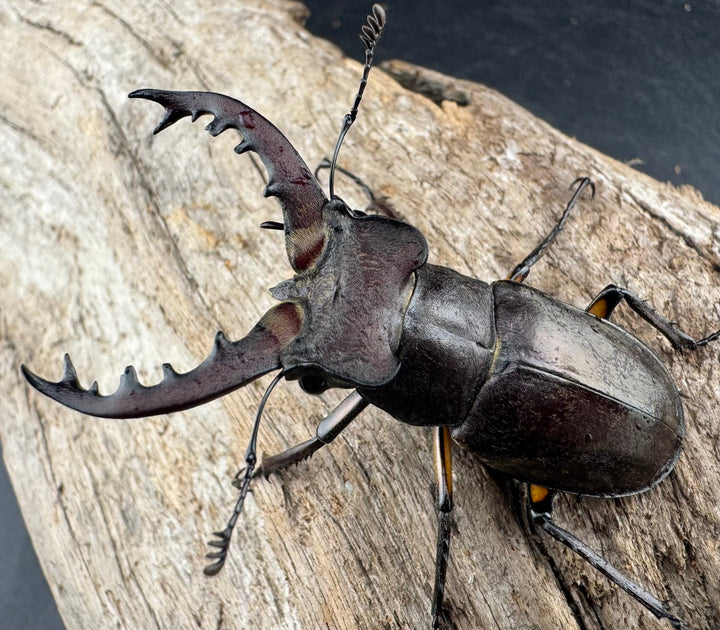 【WD】《ミヤマクワガタ 山形県産 55mmUP ペア》