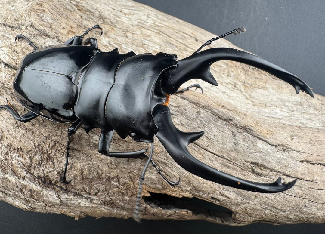 【WD】《インターメディアツヤクワガタ ネグロス島産 95.5mm ペア》