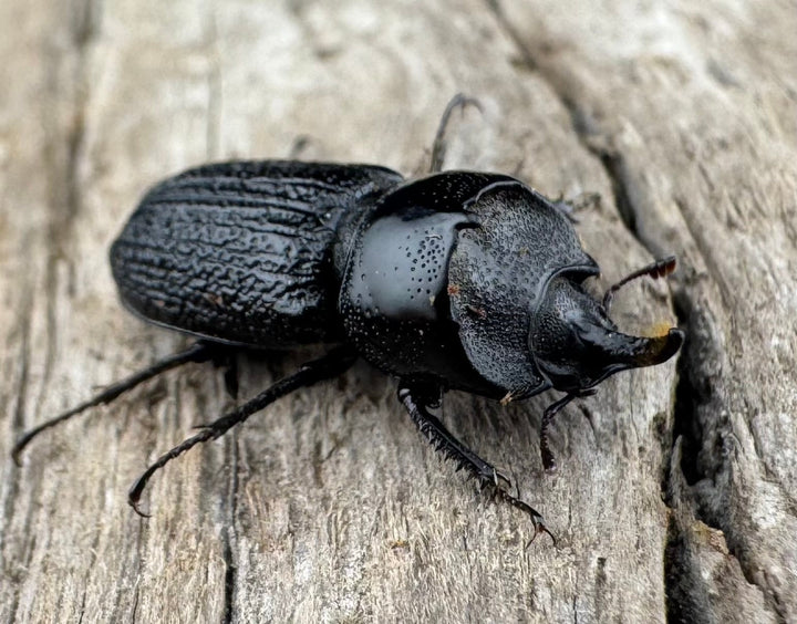 【WD】《ウンナンイッカククワガタ Free ♂♀♀トリオ》①