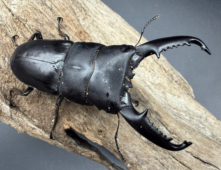 【WD】《ミンダナオヒラタ マラグサン産 83mm ペア》