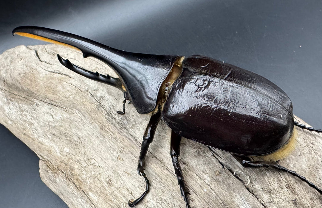 《ヘラクレス・ヘラクレス 127mm ペア》