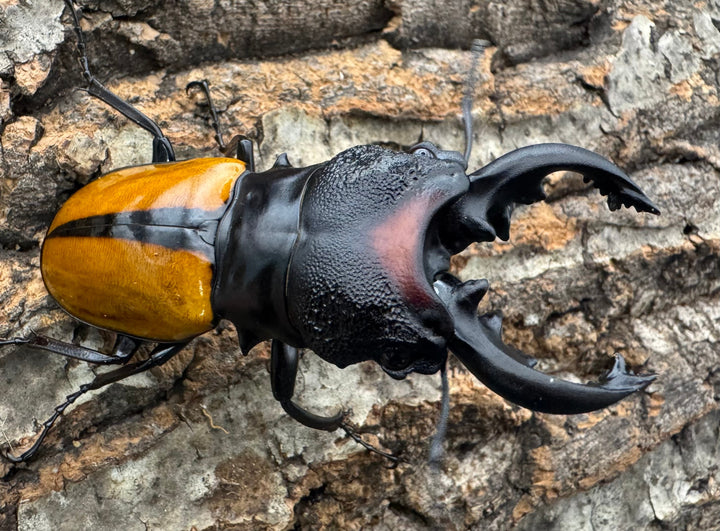 【WD】《ボーレンホーベンツヤクワガタ 72mm ペア》