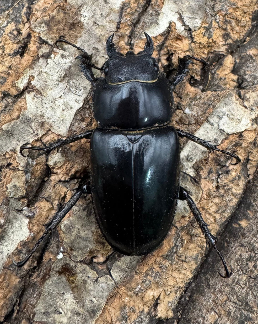 《アクベシアヌスミヤマ 84mm ペア》