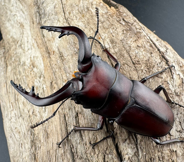 【WD】大歯《ノコギリクワガタ 山梨県産 55-60mm ペア》