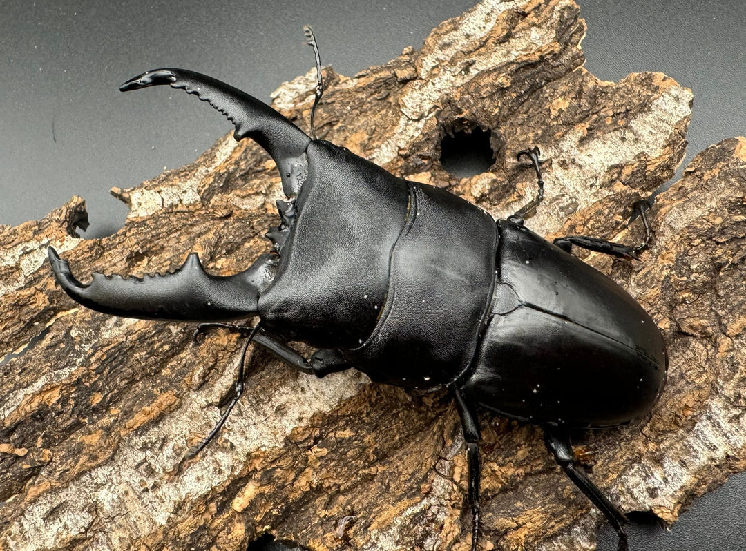 【WD】大型《ミンダナオヒラタ 93mmUP ペア》