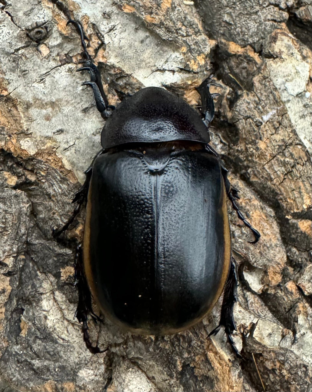 《ハードウィッケイゴホンツノカブト 44mm ♀単》